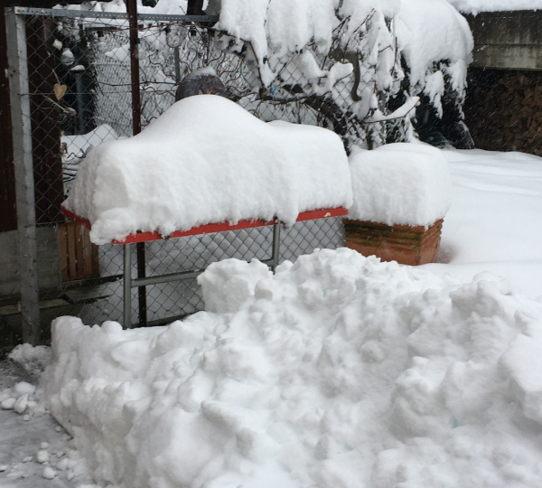 Chocnroll versinkt im Schnee